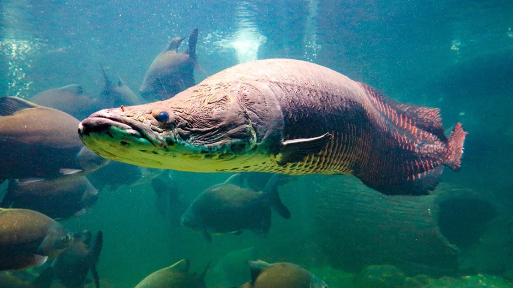 Arapaima is the largest freshwater fish with scales, home to the tropical waters of the Amazon basin.